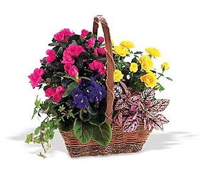 Blooming Garden Basket from Clifford's where roses are our specialty