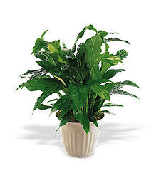 Spathiphyllum Plant from Clifford's where roses are our specialty