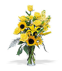 Blazing Sunshine from Clifford's where roses are our specialty