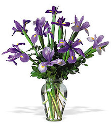 Incredible Iris from Clifford's where roses are our specialty