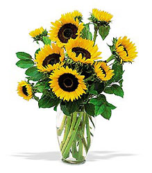 Shining Sunflowers from Clifford's where roses are our specialty