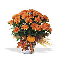Bronze Cushion Mum Plant from Clifford's where roses are our specialty
