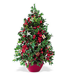 Boxwood Tree from Clifford's where roses are our specialty