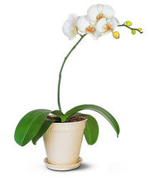 Sophisticated Orchids from Clifford's where roses are our specialty