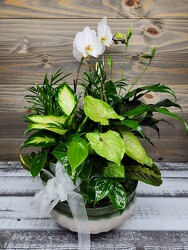 White Garden from Clifford's where roses are our specialty